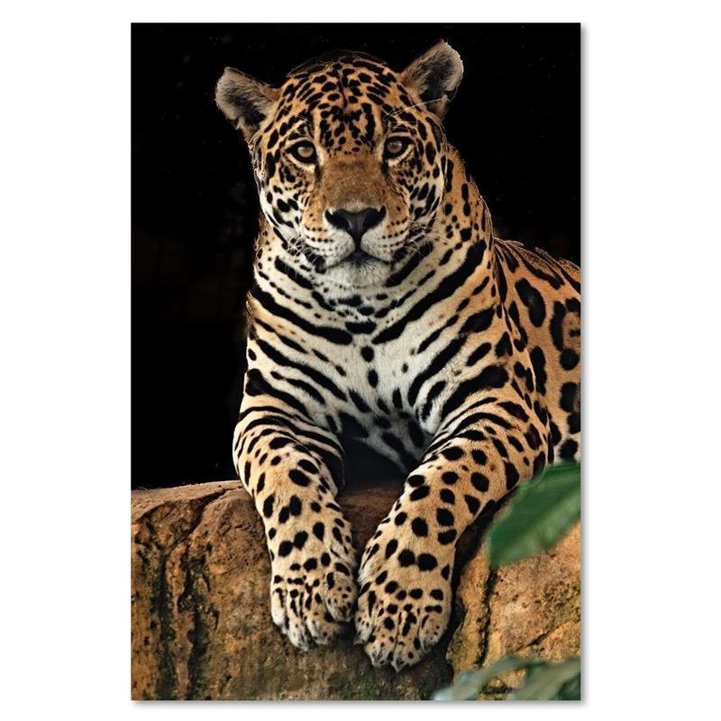 Modernes Wandbild - Leopard Tiere | Feeby