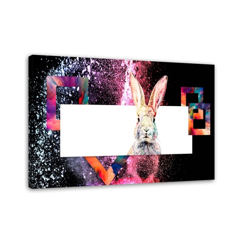 Bild - Mehrfarbiges Kaninchen auf schwarzem Hintergrund | Feeby