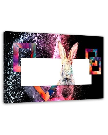 Bild - Mehrfarbiges Kaninchen auf schwarzem Hintergrund | Feeby