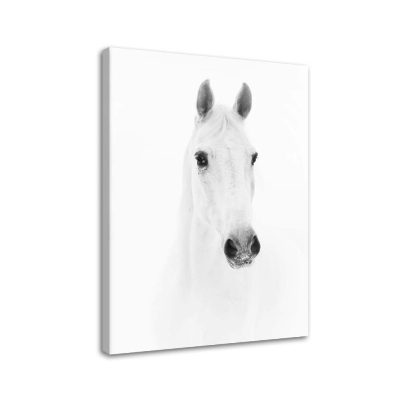 Leinwandbild - Graues Pferd | Feeby