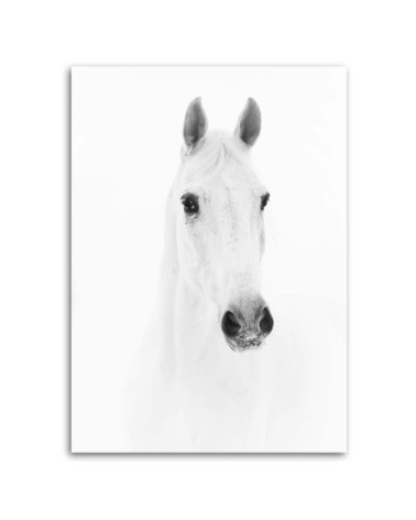 Leinwandbild - Graues Pferd | Feeby