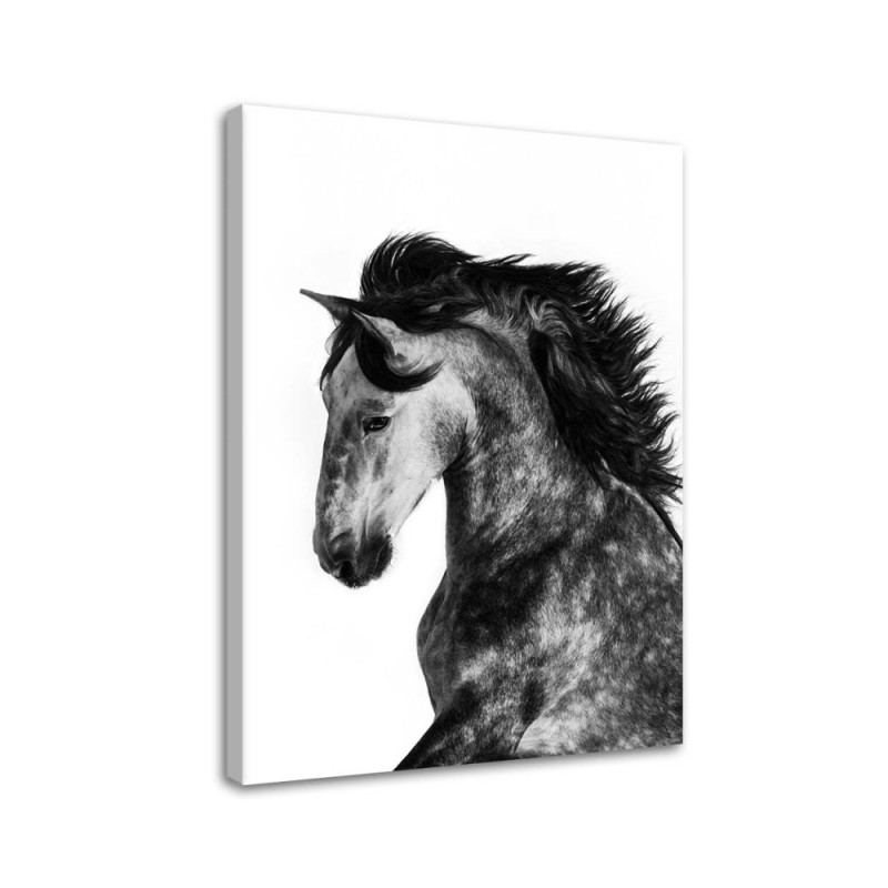 Wandbild für Wohnzimmer - Wildes Roß | Feeby