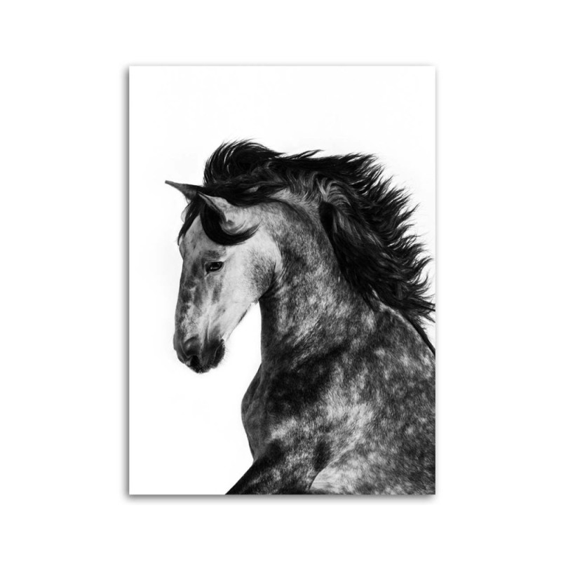 Wandbild für Wohnzimmer - Wildes Roß | Feeby