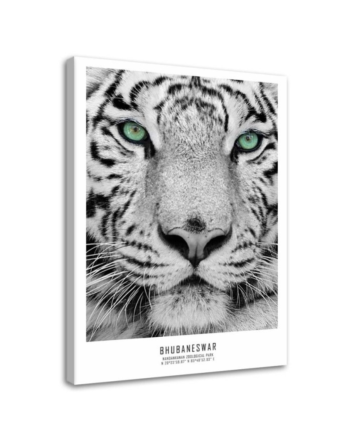 Modernes Wandbild - Weißer Tiger | Feeby