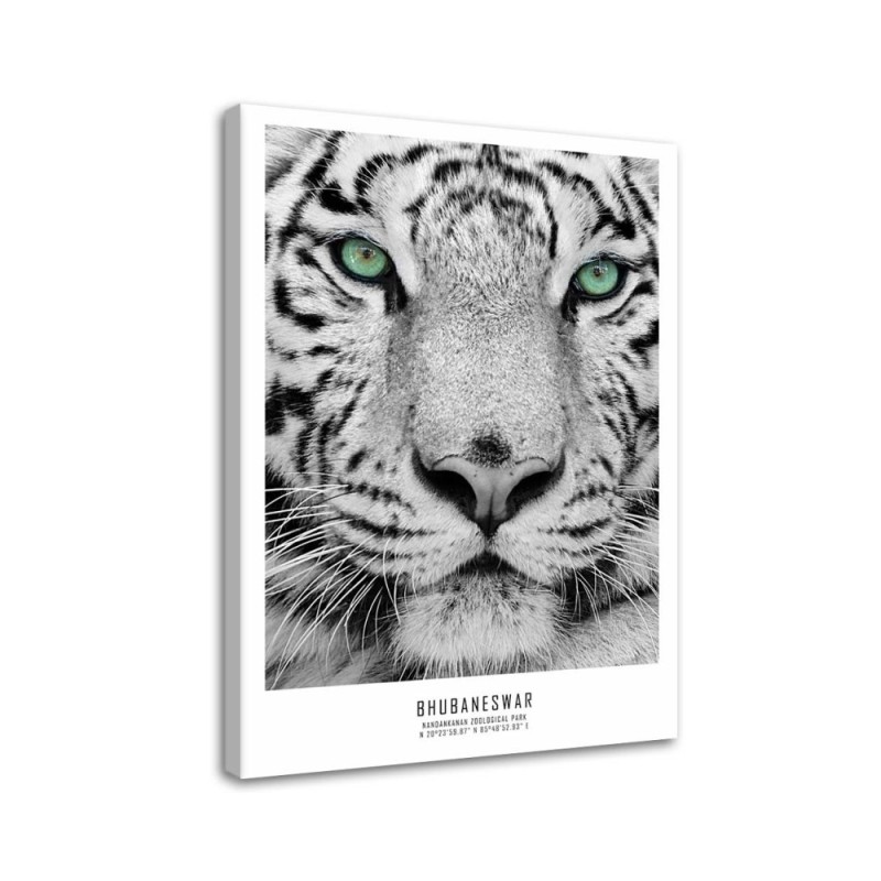 White tiger - Modern wall art decoration for living room | FEEBY