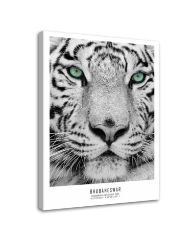 White tiger - Modern wall art decoration for living room | FEEBY