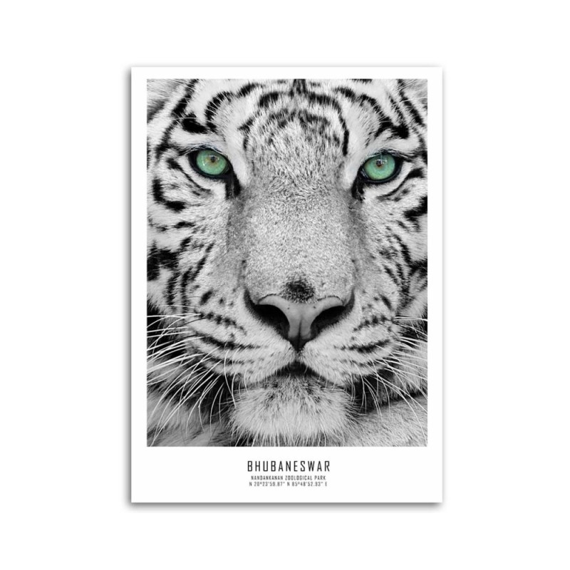 Modernes Wandbild - Weißer Tiger | Feeby