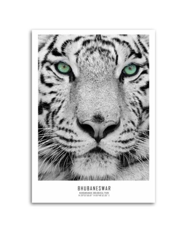 Modernes Wandbild - Weißer Tiger | Feeby
