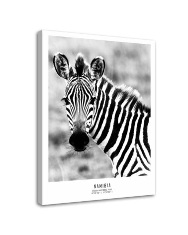Dekoratives Leinwandbild - Neugieriges Zebra | Feeby