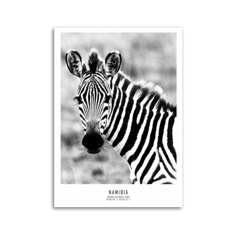 Dekoratives Leinwandbild - Neugieriges Zebra | Feeby
