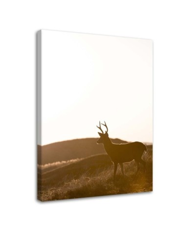 Leinwandbild - Junge Hirsche | Feeby