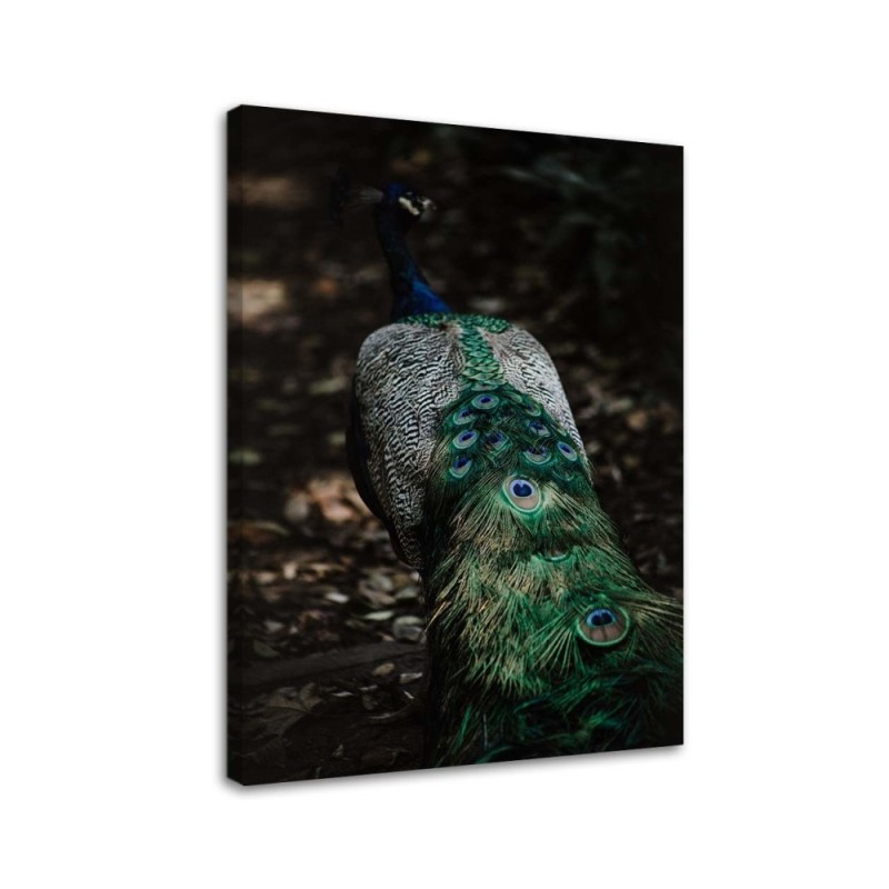 Bild auf Leinwand - Pfauenschwanz | Feeby