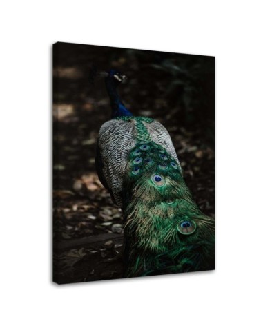 Bild auf Leinwand - Pfauenschwanz | Feeby