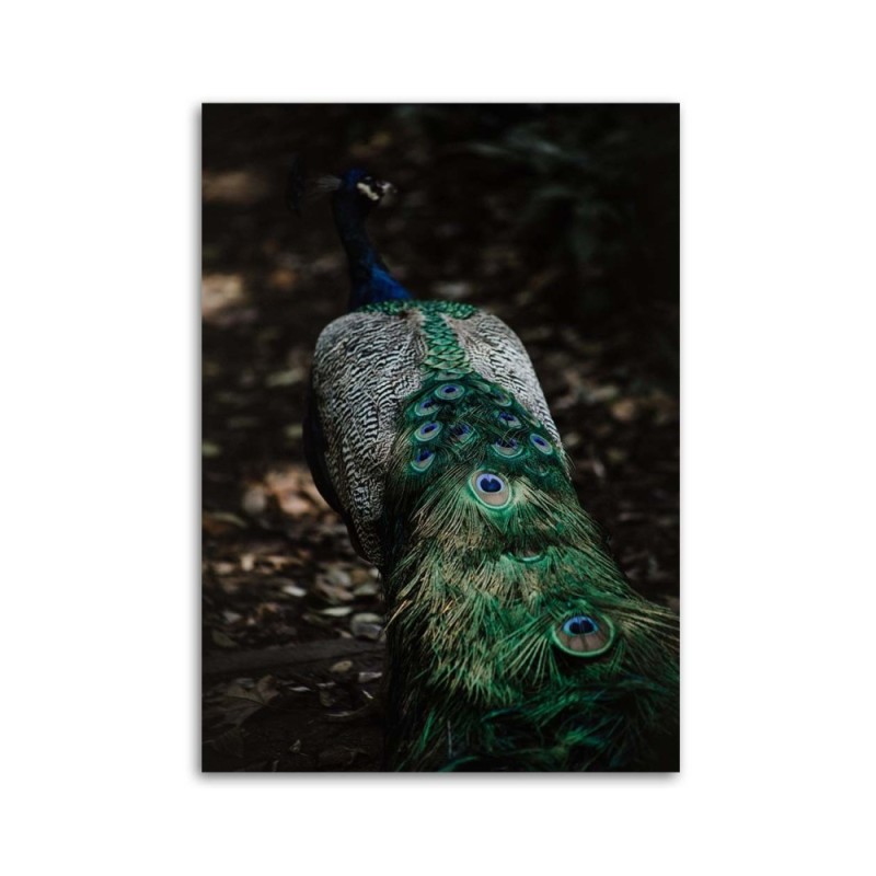 Bild auf Leinwand - Pfauenschwanz | Feeby
