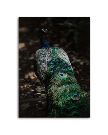 Bild auf Leinwand - Pfauenschwanz | Feeby