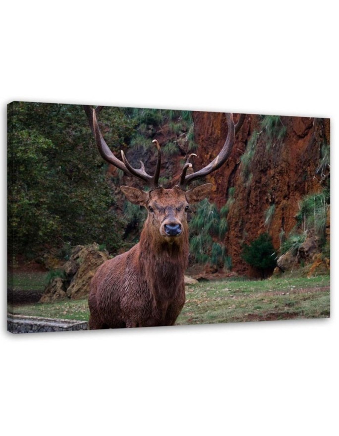 Bild auf Leinwand - König des Waldes | Feeby