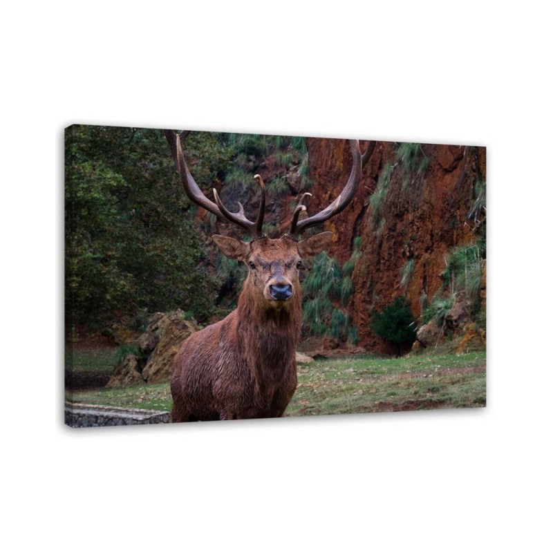 Bild auf Leinwand - König des Waldes | Feeby