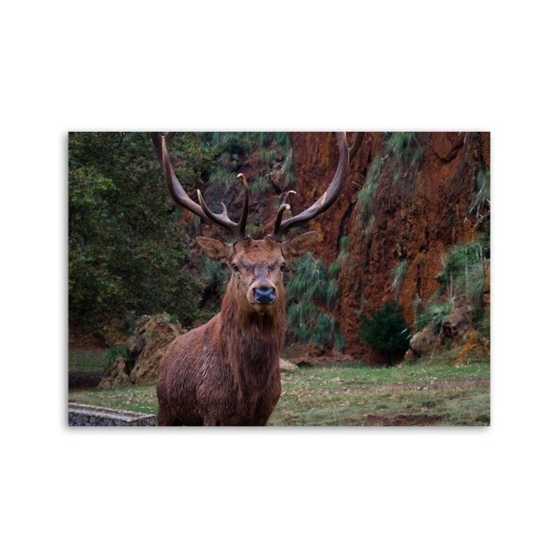 Bild auf Leinwand - König des Waldes | Feeby