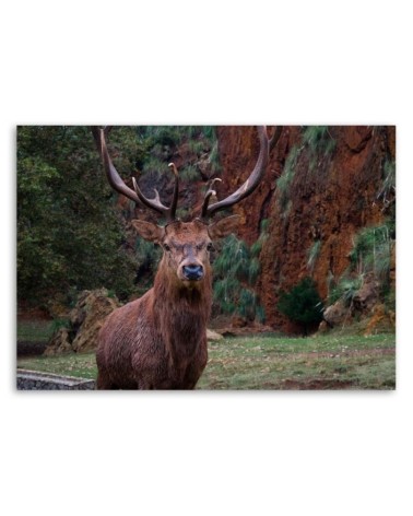 Bild auf Leinwand - König des Waldes | Feeby