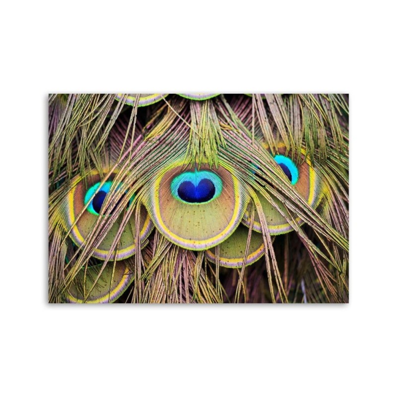 Wandbild für Wohnzimmer - Pfauenfeder | Feeby