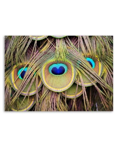 Wandbild für Wohnzimmer - Pfauenfeder | Feeby