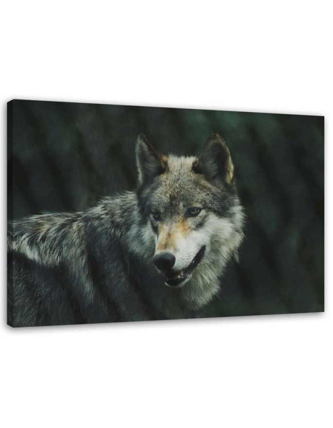 Modernes Wandbild - Grauer Wolf | Feeby