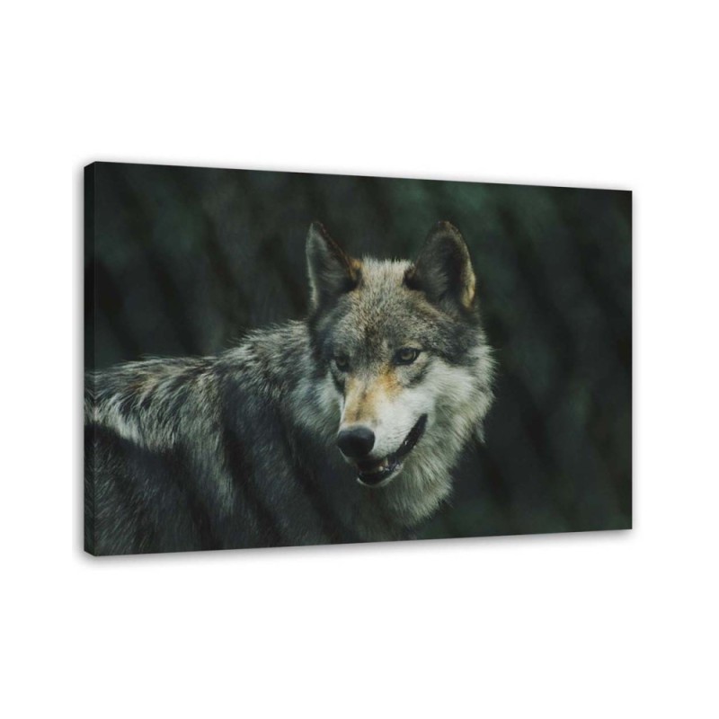 Modernes Wandbild - Grauer Wolf | Feeby