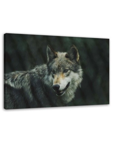 Modernes Wandbild - Grauer Wolf | Feeby