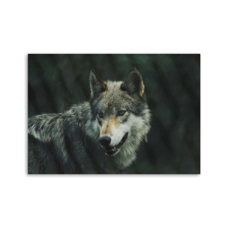Modernes Wandbild - Grauer Wolf | Feeby