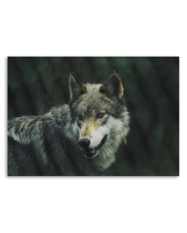 Modernes Wandbild - Grauer Wolf | Feeby