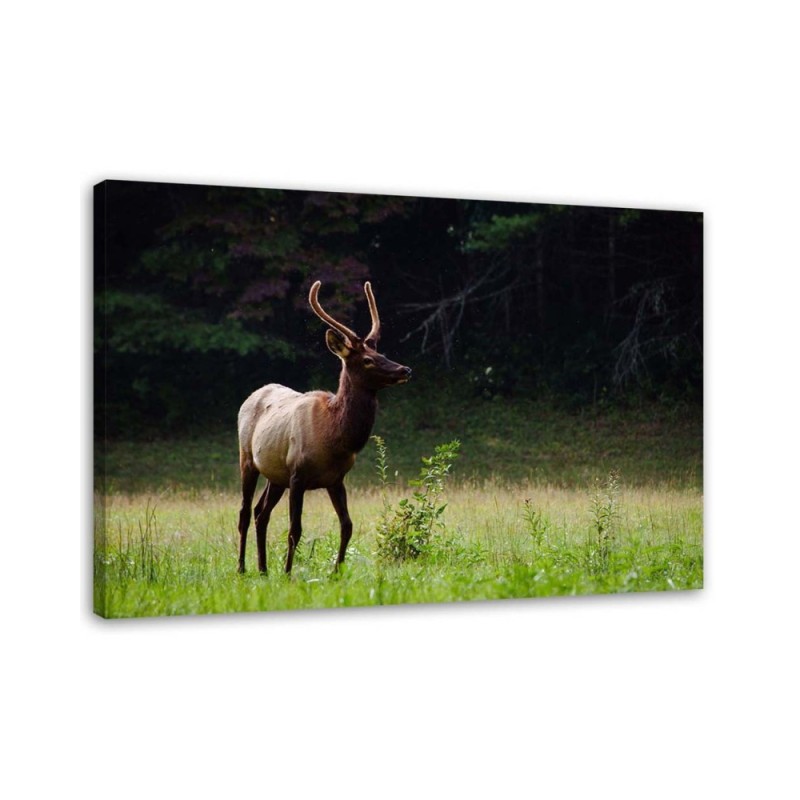 Bild auf Leinwand - Hirsche auf einer Wiese | Feeby