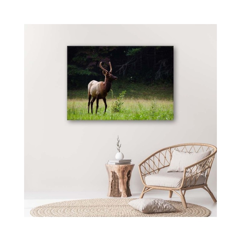 Bild auf Leinwand - Hirsche auf einer Wiese | Feeby