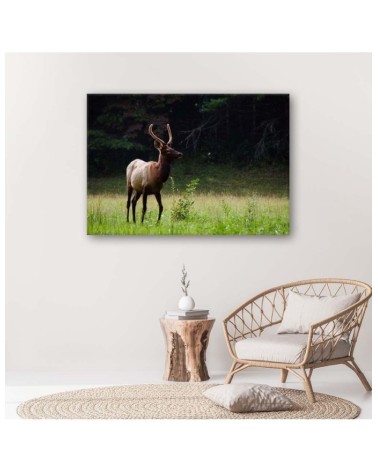 Bild auf Leinwand - Hirsche auf einer Wiese | Feeby