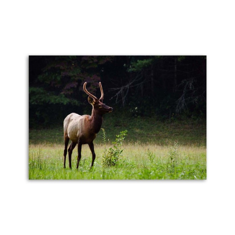 Bild auf Leinwand - Hirsche auf einer Wiese | Feeby