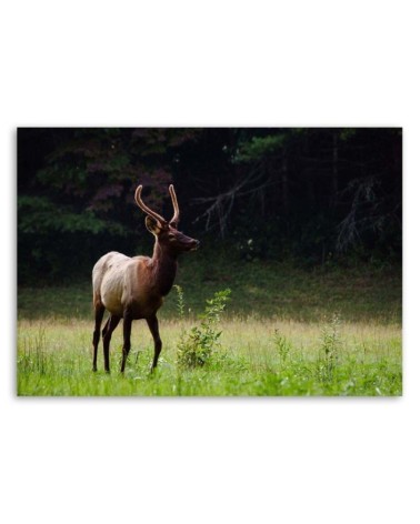 Bild auf Leinwand - Hirsche auf einer Wiese | Feeby