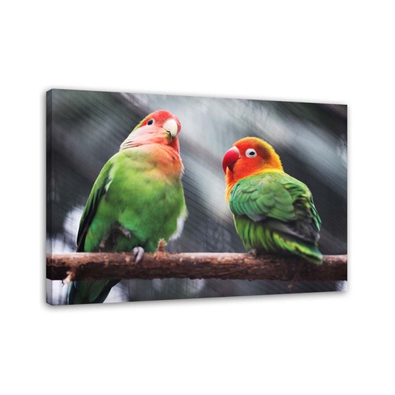 Bild auf Leinwand - Bunte Papageien | Feeby