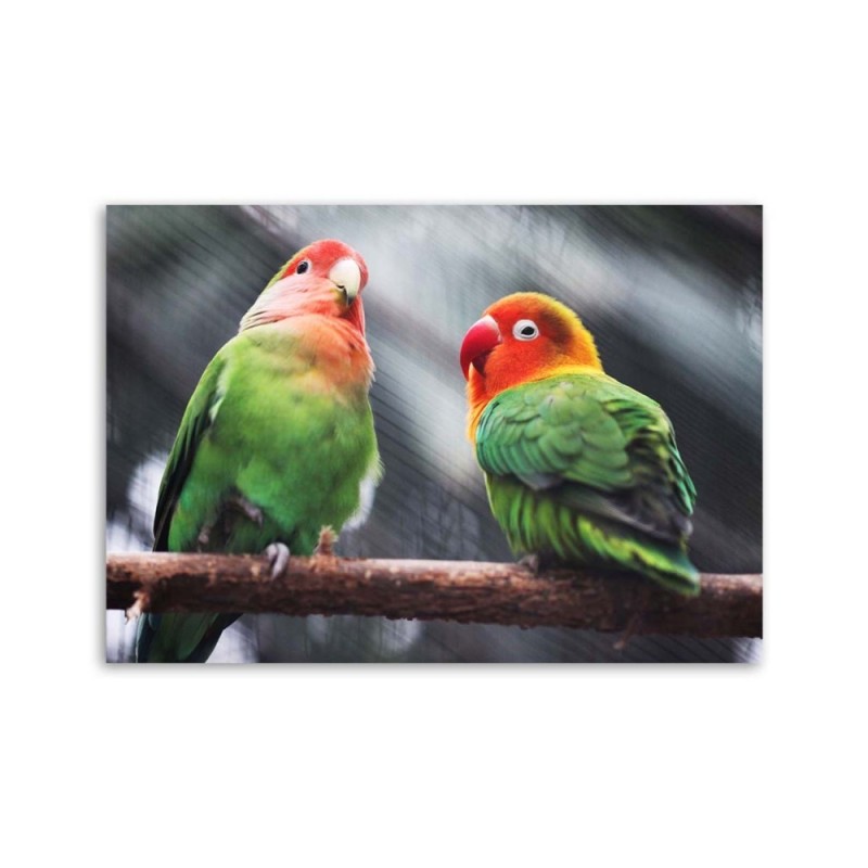 Bild auf Leinwand - Bunte Papageien | Feeby