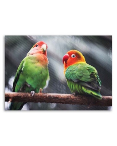 Bild auf Leinwand - Bunte Papageien | Feeby