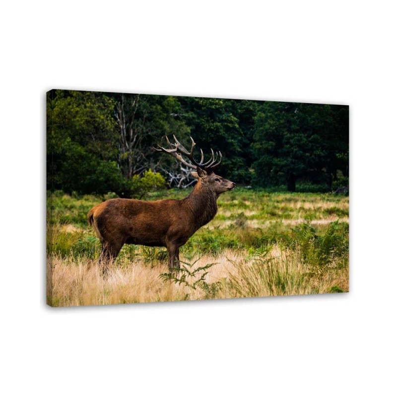 Modernes Wandbild - Hirsche röhren | Feeby