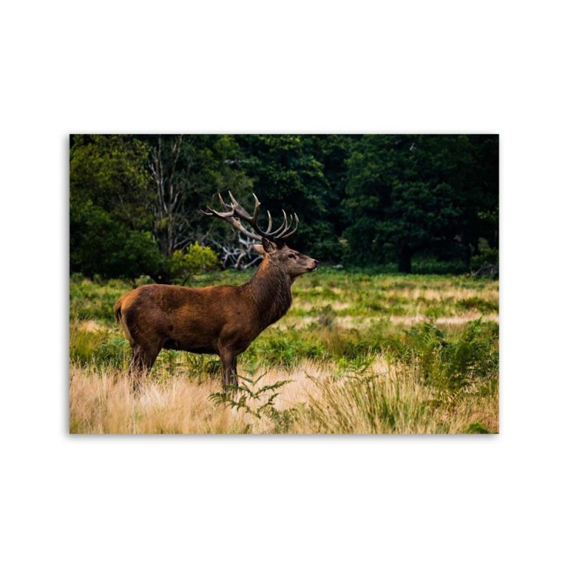 Modernes Wandbild - Hirsche röhren | Feeby
