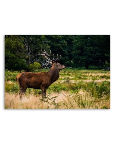 Modernes Wandbild - Hirsche röhren | Feeby