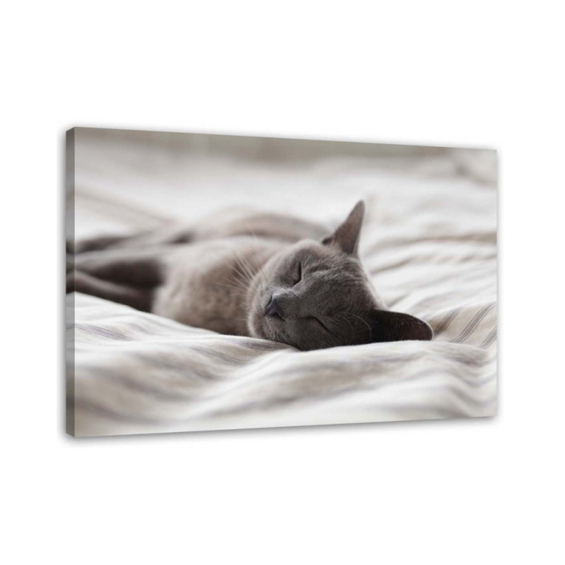 Bild auf Leinwand - Schlafende Katze | Feeby