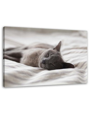 Modern canvas painting - Sleeping cat gray | FEEBY