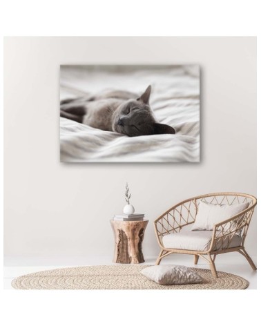 Bild auf Leinwand - Schlafende Katze | Feeby