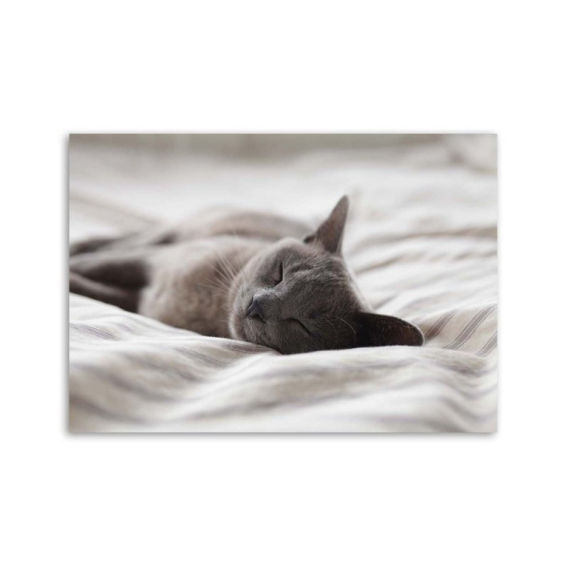 Bild auf Leinwand - Schlafende Katze | Feeby