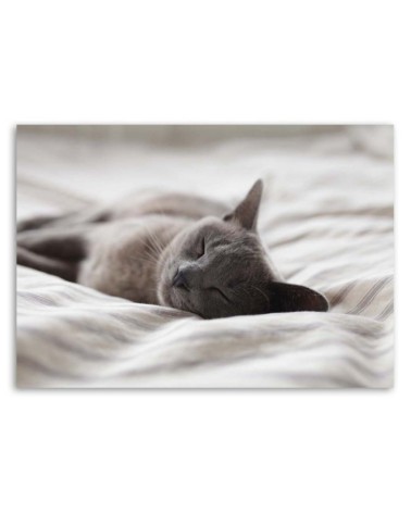 Bild auf Leinwand - Schlafende Katze | Feeby