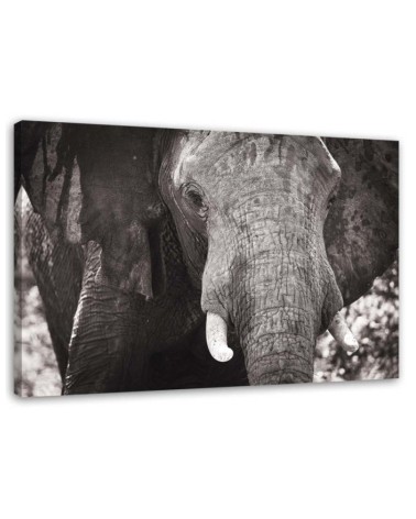 Canvas painting for living room - Black and white elephant | FEEBY