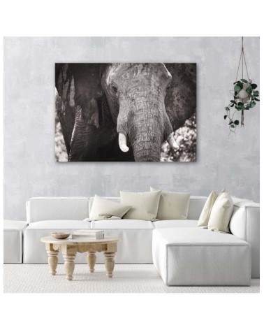 Bild auf Leinwand - Schwarzer und weißer Elefant | Feeby