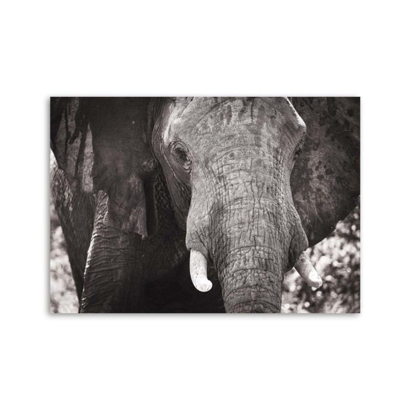 Bild auf Leinwand - Schwarzer und weißer Elefant | Feeby