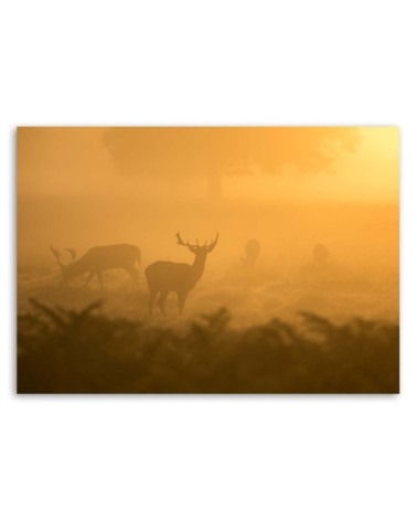 Leinwandbild - Rotwildherde in der Morgendämmerung | Feeby